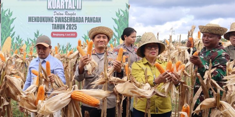 Panen jagung di Desa Tanjung Riu Kecamatan Kurun, Kamis (5/6/2025). (IST)