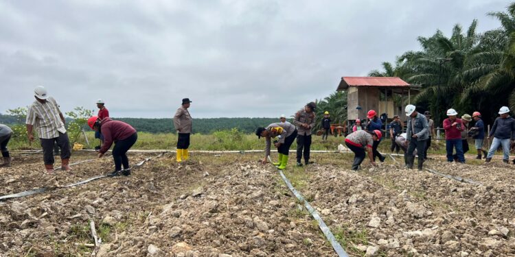 Polsek Manuhing dan Swasta Tanam Jagung di Lahan Seluas 5 Hektare