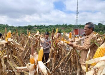 Dukung Ketahanan Pangan, Lahan Binaan Polsek Manuhing Sukses Panen 2 Ton Jagung