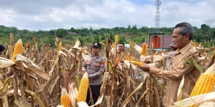 Dukung Ketahanan Pangan, Lahan Binaan Polsek Manuhing Sukses Panen 2 Ton Jagung