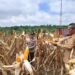Dukung Ketahanan Pangan, Lahan Binaan Polsek Manuhing Sukses Panen 2 Ton Jagung
