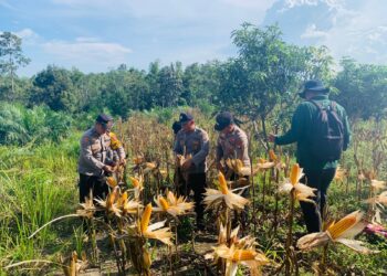Polsek Sepang Sukses Panen Jagung di Lahan Binaan