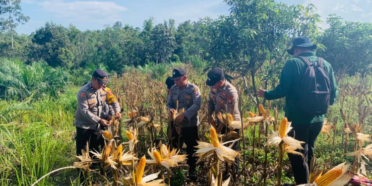 Polsek Sepang Sukses Panen Jagung di Lahan Binaan