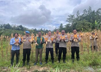 Kapolres Gunung Mas Pimpin Panen Jagung di Lahan Binaan Polri