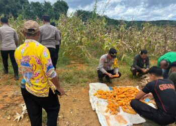 Polsek Kahut Jajaran Polres Gumas Panen 1 Ton Jagung