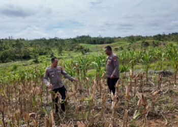 Jelang Panen, Kapolres Gumas Cek Kesiapan Kebun Jagung Hibrida