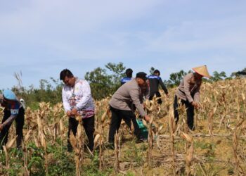 Polres Gumas Panen Raya Jagung di Lahan Seluas 1 Hektare