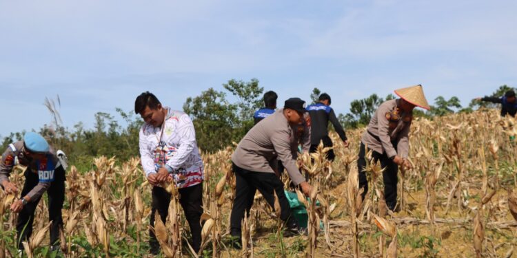 Polres Gumas Panen Raya Jagung di Lahan Seluas 1 Hektare
