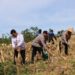 Polres Gumas Panen Raya Jagung di Lahan Seluas 1 Hektare