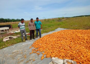 Polsek Manuhing Pantau Pengolahan 4 Ton Jagung