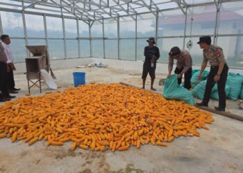 Polsek Kurun Panen 2 Ton Jagung di Tanjung Riu