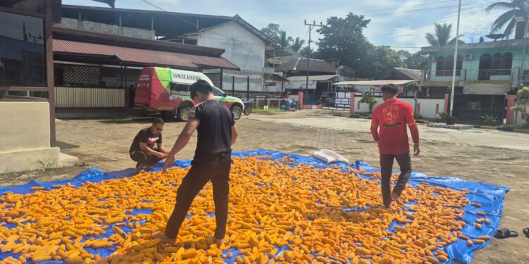 Polsek Rungan Optimalkan Hasil Panen, 1 Ton Jagung Masuki Tahap Pengeringan