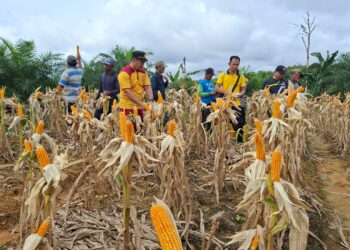Pendampingan Polsek Manuhing Berbuah Manis, 1 Hektar Lahan Hasilkan 2,5 Ton Jagung