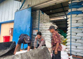 Panen Jagung Berkualitas, Polsek Tewah Suplai Ratusan Kilogram ke Bulog