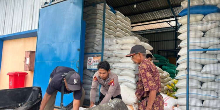 Panen Jagung Berkualitas, Polsek Tewah Suplai Ratusan Kilogram ke Bulog