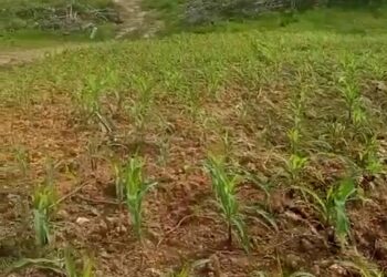 Masuki Usia 19 Hari, Jagung Polres Gumas Tunjukkan Pertumbuhan Signifikan