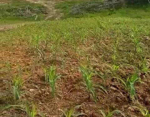 Masuki Usia 19 Hari, Jagung Polres Gumas Tunjukkan Pertumbuhan Signifikan