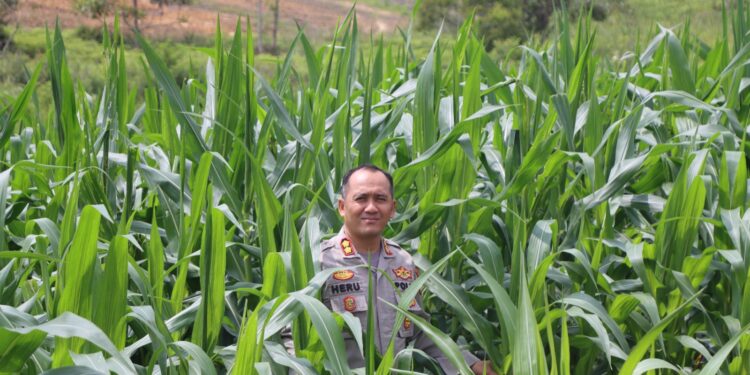 Polres Gumas Perluas Lahan Jagung demi Swasembada Pangan