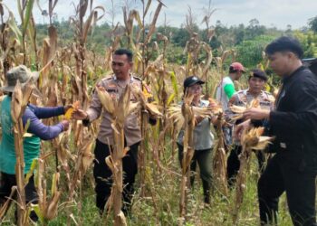 Polsek Kurun Kawal Panen Jagung, Perkuat Program Swasembada Pangan di Gumas
