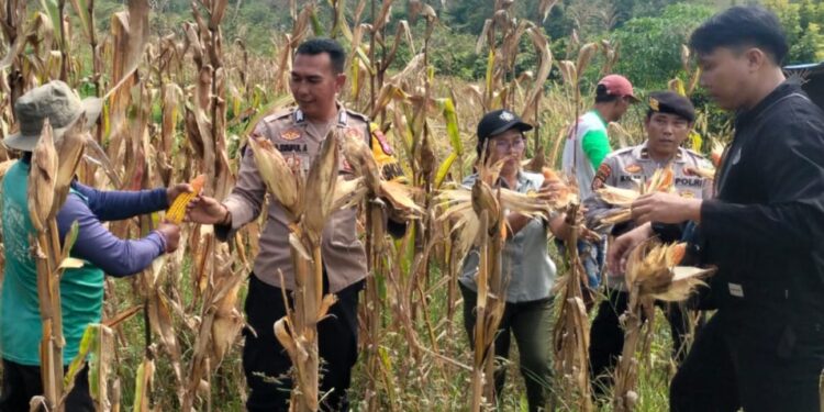 Polsek Kurun Kawal Panen Jagung, Perkuat Program Swasembada Pangan di Gumas