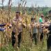 Polsek Kurun Kawal Panen Jagung, Perkuat Program Swasembada Pangan di Gumas