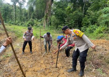Polsek Rungan Menggerakkan Tanam Jagung Hibrida di Dua Desa