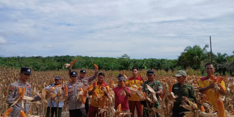 Dari Lahan 2 Hektar, Polsek Manuhing dan Warga Panen 8 Ton Jagung