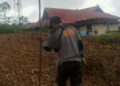 Ternyata Ini yang Tumbuh di Belakang Asrama Bujang Polres Gumas