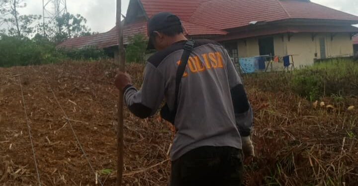 Ternyata Ini yang Tumbuh di Belakang Asrama Bujang Polres Gumas