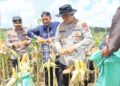Polres Gumas panen jagung serentak di dua lokasi, segini hasilnya!