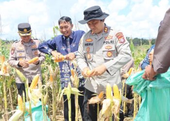 Polres Gumas panen jagung serentak di dua lokasi, segini hasilnya!