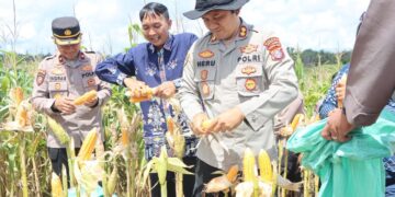 Polres Gumas panen jagung serentak di dua lokasi, segini hasilnya!