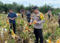 Desa Ini Berhasil Panen 1 Ton Jagung, Begini Cara Mereka Melakukannya!