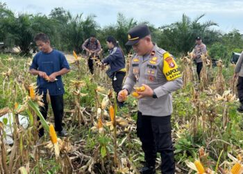 Desa Ini Berhasil Panen 1 Ton Jagung, Begini Cara Mereka Melakukannya!