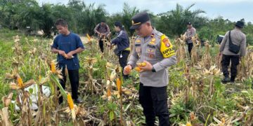 Desa Ini Berhasil Panen 1 Ton Jagung, Begini Cara Mereka Melakukannya!
