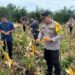 Desa Ini Berhasil Panen 1 Ton Jagung, Begini Cara Mereka Melakukannya!