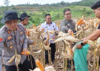 Tak Disangka! Lahan Dinas Polres Gunung Mas Hasilkan 8 Ton Jagung, Ini Rahasianya