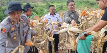 Tak Disangka! Lahan Dinas Polres Gunung Mas Hasilkan 8 Ton Jagung, Ini Rahasianya