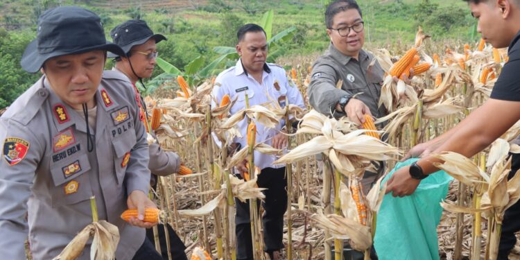 Tak Disangka! Lahan Dinas Polres Gunung Mas Hasilkan 8 Ton Jagung, Ini Rahasianya