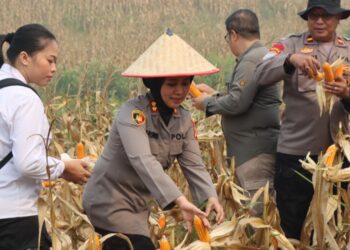Kapolres Turun Langsung Panen Jagung di Poktan Sari Bumi
