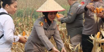 Kapolres Turun Langsung Panen Jagung di Poktan Sari Bumi
