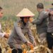 Kapolres Turun Langsung Panen Jagung di Poktan Sari Bumi